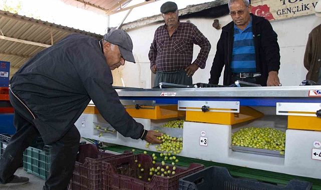 Boylama makinesi zeytin üreticisinin yüzünü güldürüyor