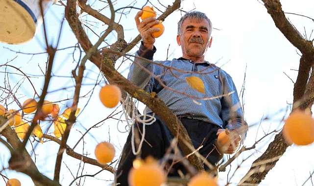 Depremin merkez üssünde çiftçilerin ’hurma’ hasadı sevinci