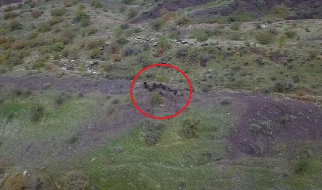 Domuz sürüsünün kaçışı dronla görüntülendi