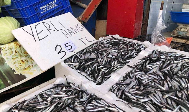 Hamsi bolluğu sürüyor