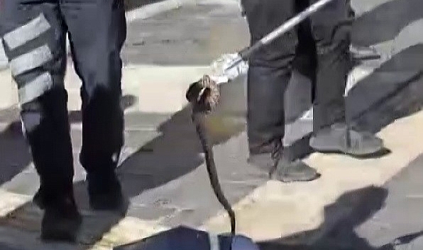 Kaldırımda yılan paniği