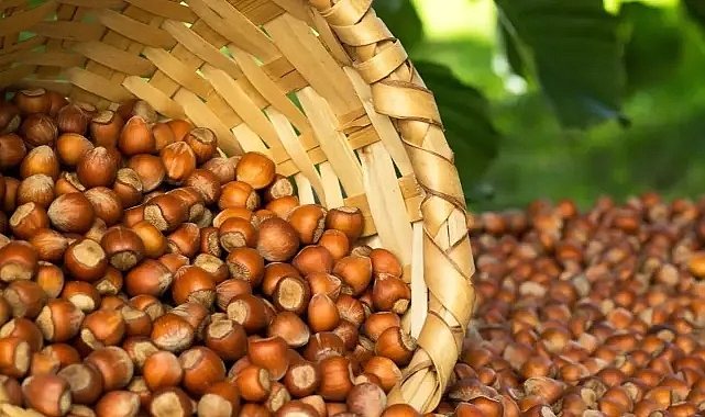 Karadeniz fındığının kalitesi bir kere daha ispatlandı