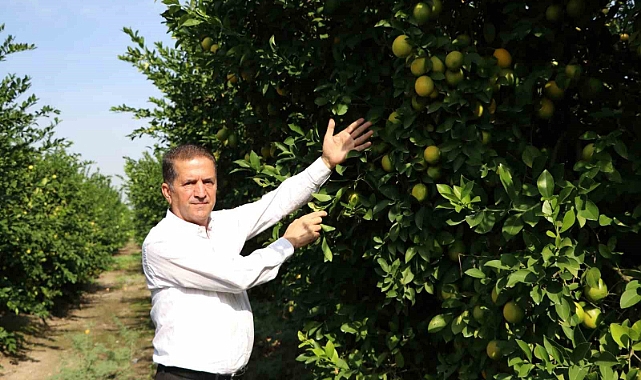 Limon dalında kaldı, üretici limonata çözümü bekliyor