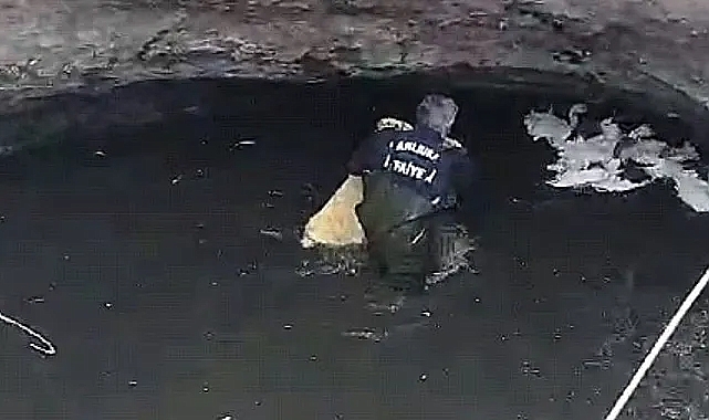Sarnıca düşen kazların imdadına itfaiye ekipleri yetişti