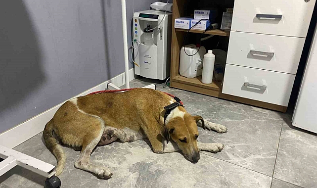 Sokak köpeğinin memesinde oluşan tümör ameliyatla alındı