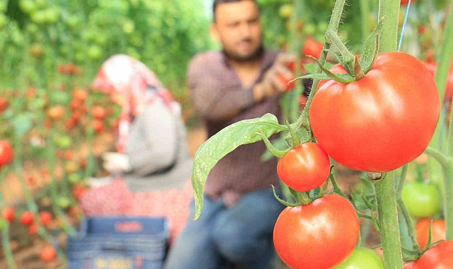 Türkiye’nin üretim merkezi Mersin’de örtü altı domateste hasat başladı