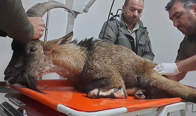 Yaralı dağ keçisi tedavi altına alındı