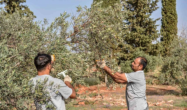 Zeytin hasadı başladı