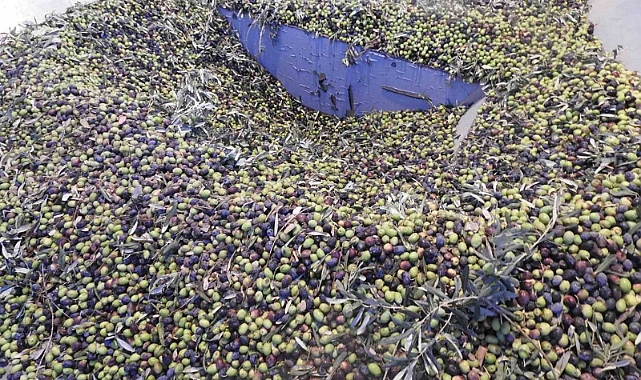 Zeytinde rekoltenin düşük olması bekleniyor