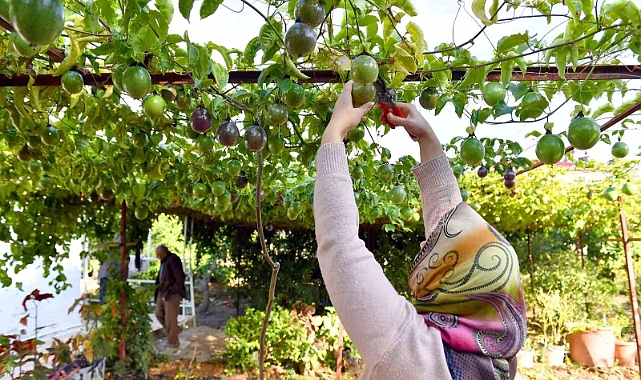 Anamur’da passiflora hasadı başladı