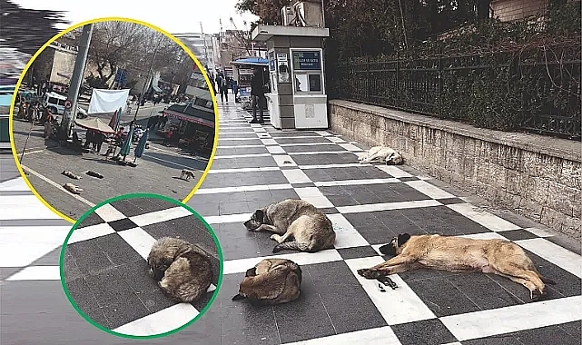 Başıboş köpek sorunuyla ilgili yeni gelişme