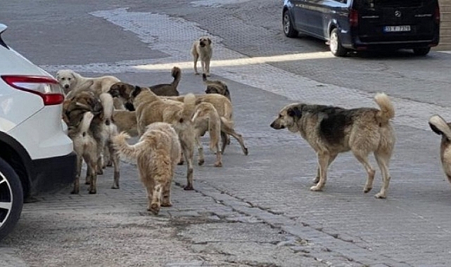 Başıboş köpekler Urfalıların korkulu rüyası olmaya devam ediyor