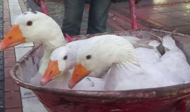 Bu sene kazlara rağbet azaldı, satacağı kazlar elinde kaldı