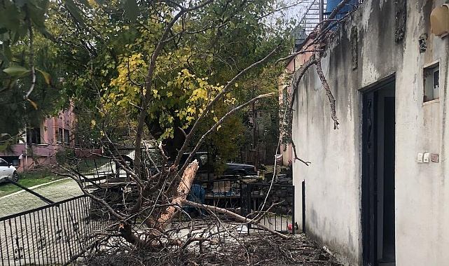 Çam ağacı evin üzerine devrildi