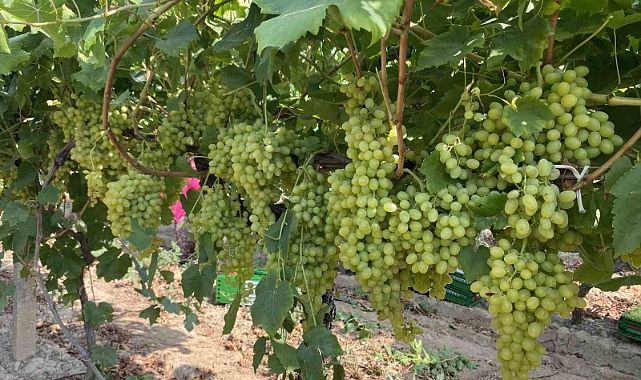 Çiftçilere ÇKS uyarısı