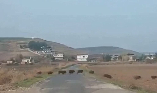 Domuz sürüsü korkuttu
