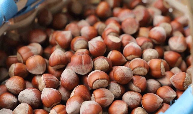 Fındık tüccarları kahverengi kokarca tehlikesine dikkat çekti
