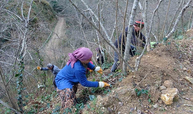 Fındık üreticilerinin kışlık bakım mesaisi başladı