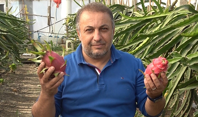 İnternette gördüğü ejder meyvesinin üreticisi oldu