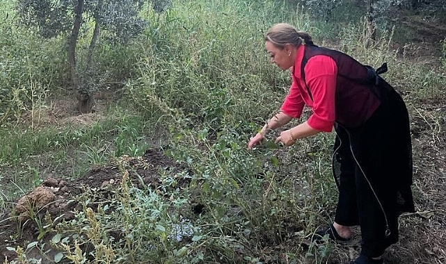 Kantaron bitkisi binbir derde deva