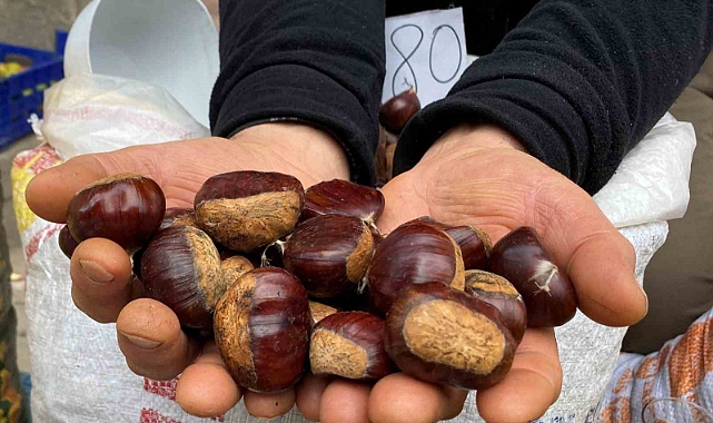 Kestanede rekolte düşük fiyatlar uygun