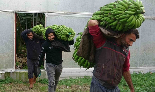 Muzda hasat sezonu başladı, bahçede 16-18 TL