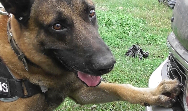 Narkotik köpeği "Poyraz" ayın birincisi seçildi