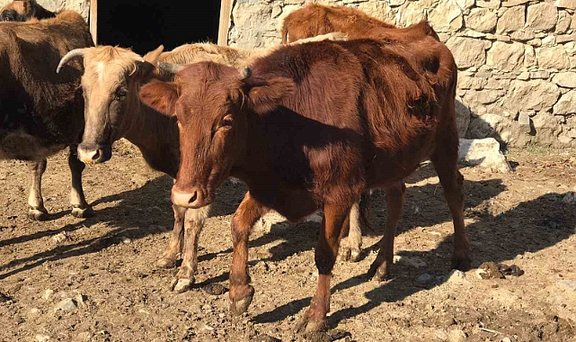 Sığır besicileri desteklenerek yerli ırk koruma altına alınıyor