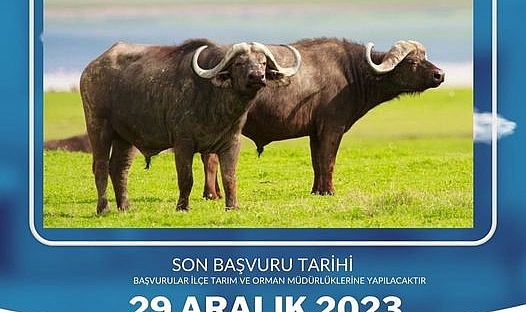 Tarım Müdürlüğü’nden Manda desteği açıklaması