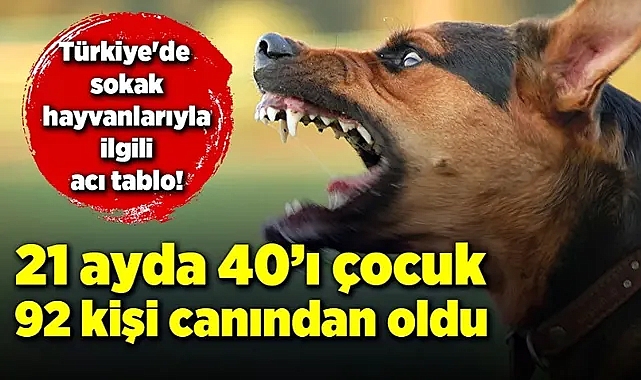 Türkiye’de sokak hayvanlarıyla ilgili acı tablo