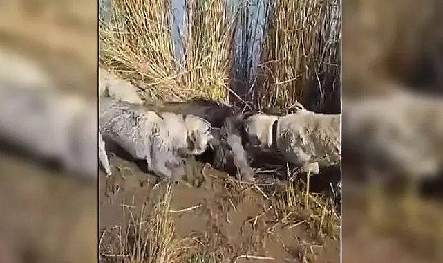 Urfa'da yaban domuzu köpekler tarafından parçalandı