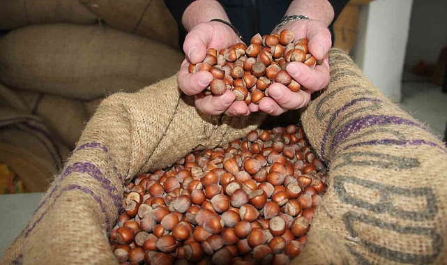 Yeni yıla günler kala fındık fiyatı 100 TL istikrarını sürdürüyor