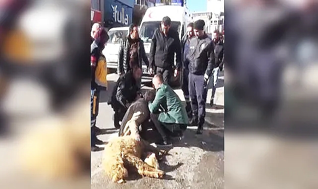 19 koyunu telef olan çiftçiden eylem