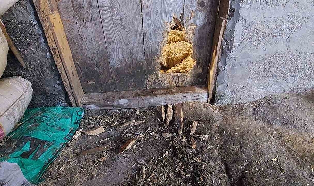 Ahıra giren kurt 10 koyunu telef etti