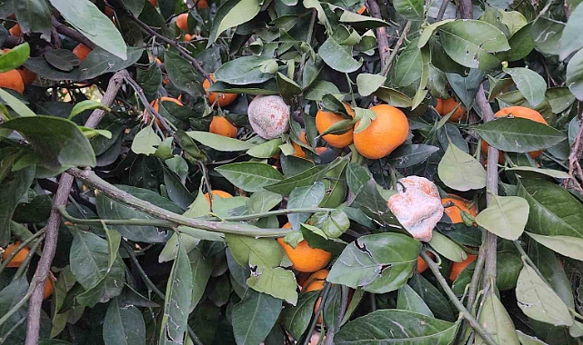Bahçede fiyatı 2 TL’ye kadar düşen mandalina dalında çürüyor