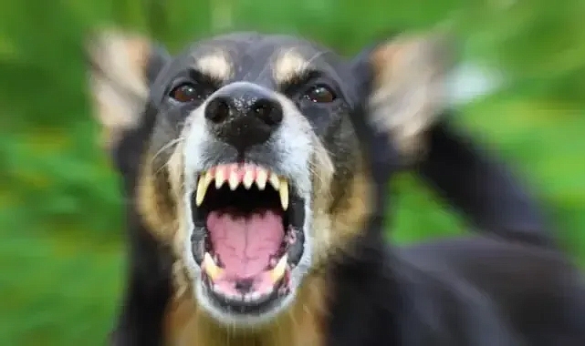 Başıboş köpekler 12 yaşındaki kız çocuğuna saldırdı!