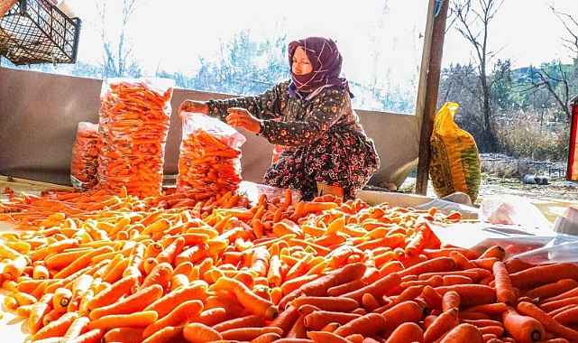 Çakır havucunda hasat başladı