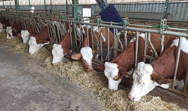 Deprem sonrası yetiştiricilere hayvan dağıtımı desteği tamamlandı