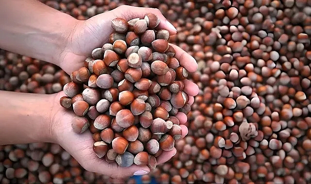 Fındık ihracatından 1 Milyar 866 Milyon 735 Bin 417 dolar döviz girdisi sağladı