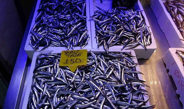 Kilosu 150-180 TL arasında satılan hamsi fiyatıyla şaşırtıyor