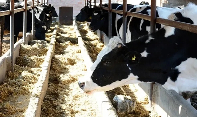Toplanan inek sütü miktarı yüzde 12,8 arttı