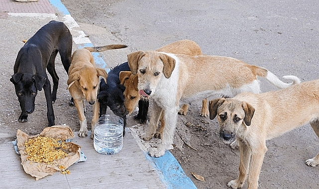 Urfa'da başıboş köpek sorunu gündeme yine geldi !