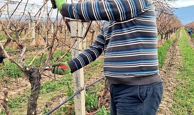 Üzüm bağlarında budama çalışmaları devam ediyor