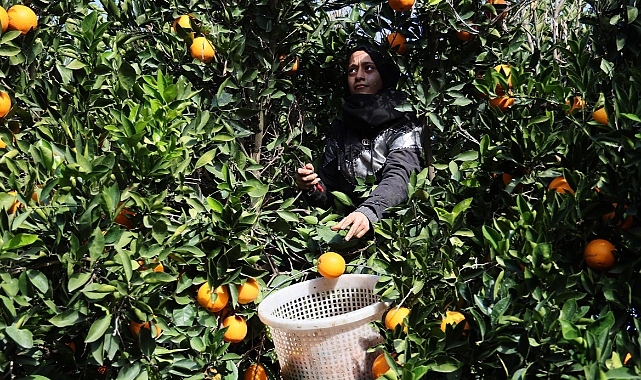 Yetişen portakallar dünyanın dört bir yanına ihraç ediliyor