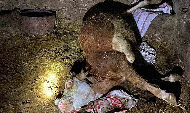 Ahır yangını: 1 inek telef oldu