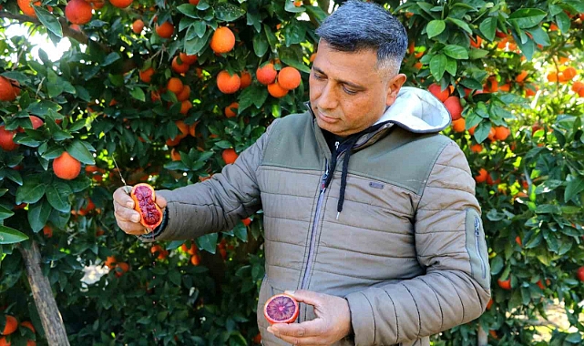 Bu portakaldan kan akıyor