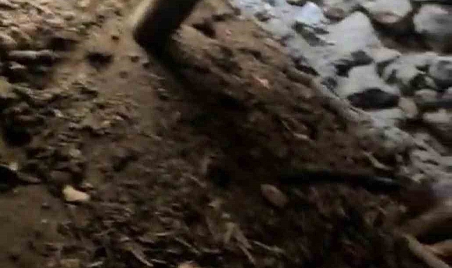 Kerpiç ahırın tavanı çökmesi sonucu 3 keçi telef oldu
