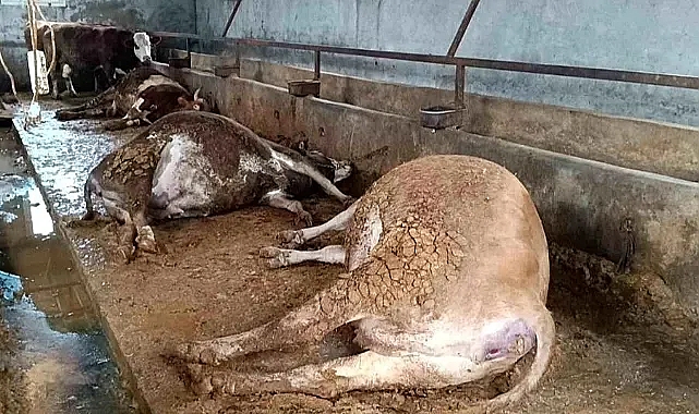 Şimşek, ahırdaki 3 büyükbaş hayvanı telef etti