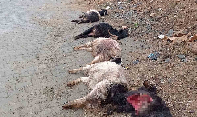 Sokak köpekleri 15 keçiyi telef etti