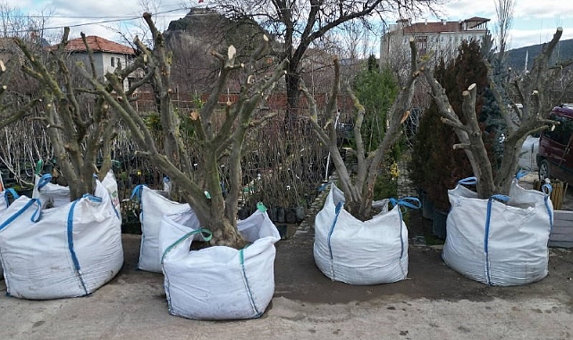 Zeytin yetiştiriciliğine ilgi her geçen gün artıyor